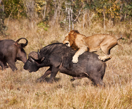force dans la nature