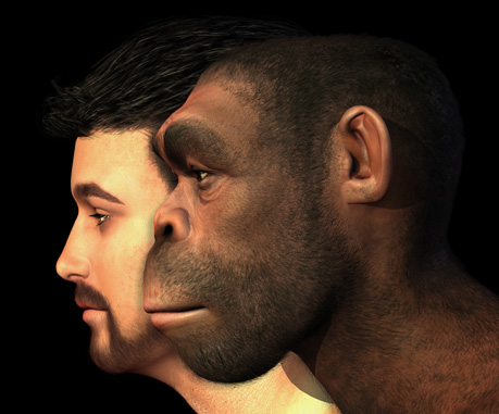 homo erectus