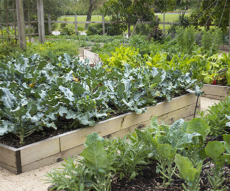 potager collectif