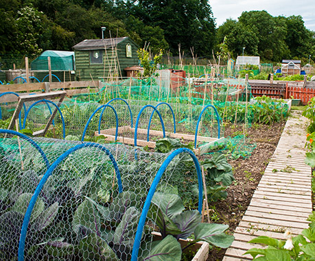 jardin potager