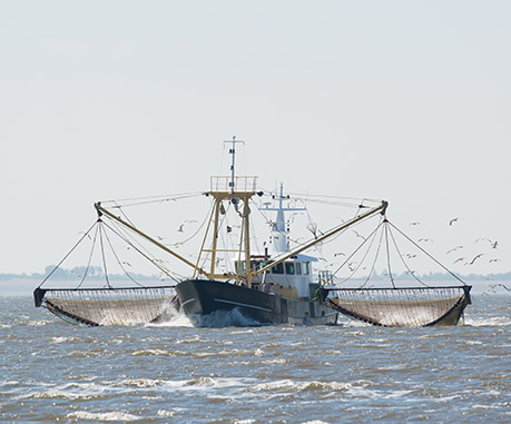 pêche industrielle